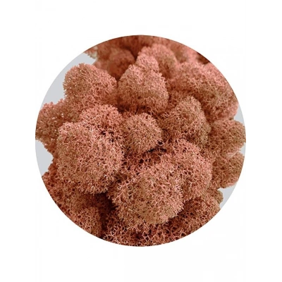 Reindeer moss MANGO şoklanmış norveç yosunu (30GR)