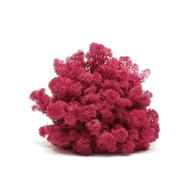 Reindeer moss MÜRDÜM şoklanmış norveç yosunu (30GR)