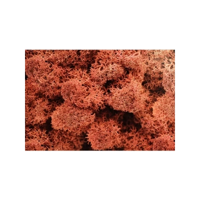 Reindeer moss SİENA şoklanmış norveç yosunu (30GR)