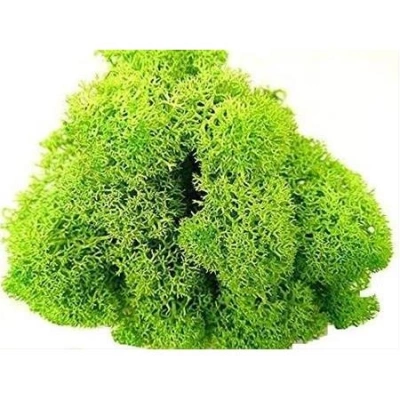 Reindeer moss SPRİNG şoklanmış norveç yosunu (30GR)