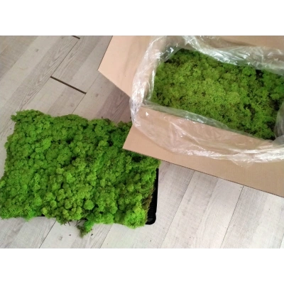 Reindeer moss spring green şoklanmış norveç yosunu 5 kg