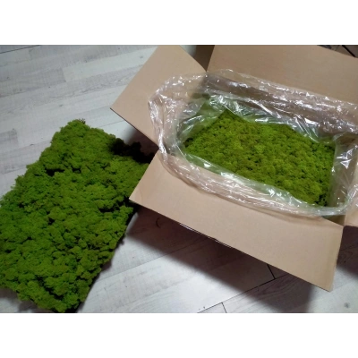 Reindeer moss lime green şoklanmış norveç yosunu 5 kg
