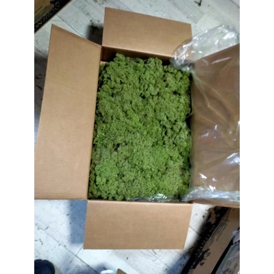 Reindeer moss forest green şoklanmış norveç yosunu 4 kg