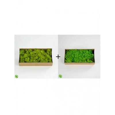 Reindeer moss lime green-spring green 2li set şoklanmış norveç yosunu