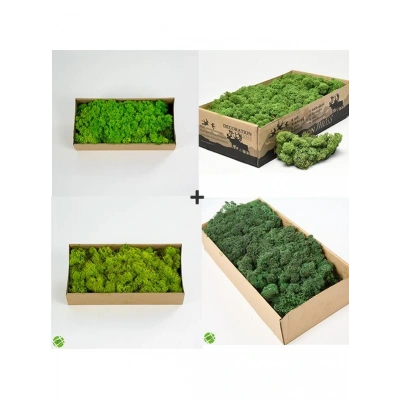 Reindeer moss lime-spring-forest-dark green 4lü set şoklanmış norveç yosunu