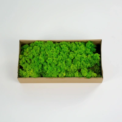 Reindeer moss spring green şoklanmış norveç yosunu