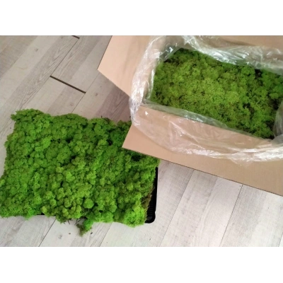 Reindeer moss spring green şoklanmış norveç yosunu 4 kg