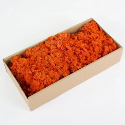 Reindeer moss turuncu şoklanmış norveç yosunu