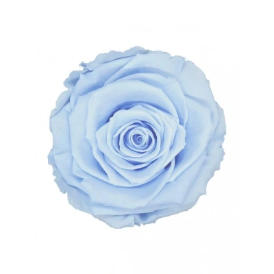 Rose Amor BLU-89 MAVİ şoklanmış solmaz gül XL