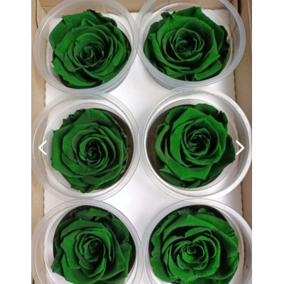 Rose Amor KOYU YEŞİL şoklanmış solmaz gül XL 6 lı paket