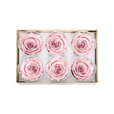 Rose Amor PİNK - 04 PEMBE şoklanmış solmaz gül XL 1 KUTU (6 ADET GÜL)
