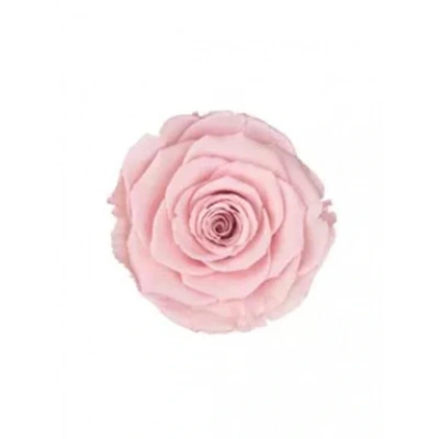 Rose Amor PİNK - 04 PEMBE şoklanmış solmaz gül XL