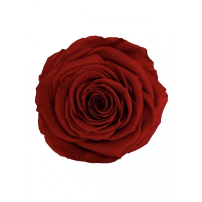 Rose Amor red-01 KOYU KIRMIZI şoklanmış solmaz gül XL