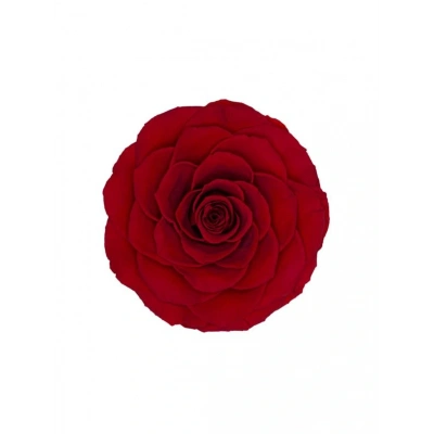 Rose Amor red-02 kırmızı şoklanmış solmaz gül XL