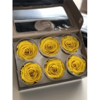 Rose Amor SARI şoklanmış solmaz gül XL 6 lı paket