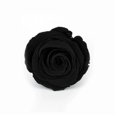 Rose Amor SİYAH şoklanmış solmaz gül XL