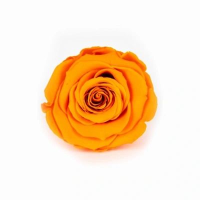 Rose Amor TURUNCU şoklanmış solmaz gül XL