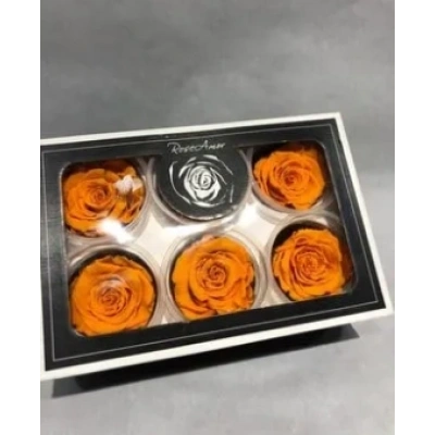 Rose Amor TURUNCU şoklanmış solmaz gül XL 6 lı paket