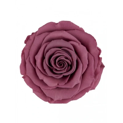Rose Amor VİO-02 MENEKŞE RENGİ şoklanmış solmaz gül XL