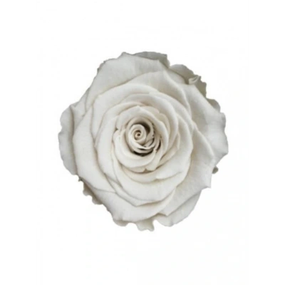 Rose Amor WHİ-04 BEYAZ şoklanmış solmaz gül XL