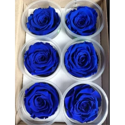 Rose Amor WHİ-04 LACİVERT şoklanmış solmaz gül 6 lı paket