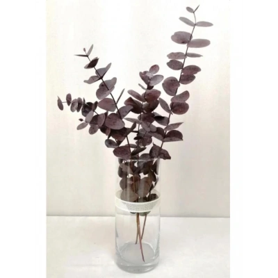 Şoklanmis Büyük Kırmızı Okaliptus Demeti