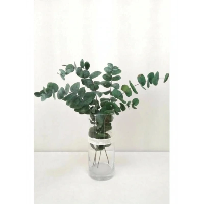 Şoklanmis Büyük Mavi Okaliptus Demeti