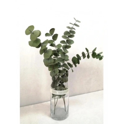 Şoklanmis Büyük Yeşil Okaliptus Demeti