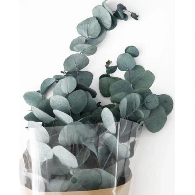 Şoklanmış Eucalyptus Populus Bitkisi