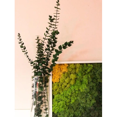 Şoklanmış Okaliptus Demeti