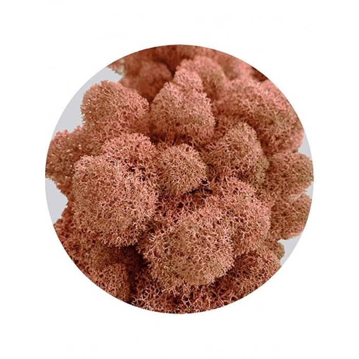 Reindeer moss MANGO şoklanmış norveç yosunu (250GR)