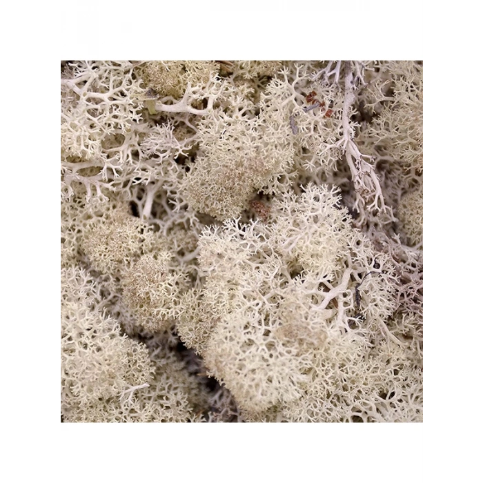 Reindeer moss BEYAZ şoklanmış norveç yosunu (250GR)
