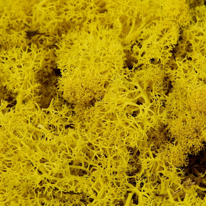 Reindeer moss SARI şoklanmış norveç yosunu (250GR)