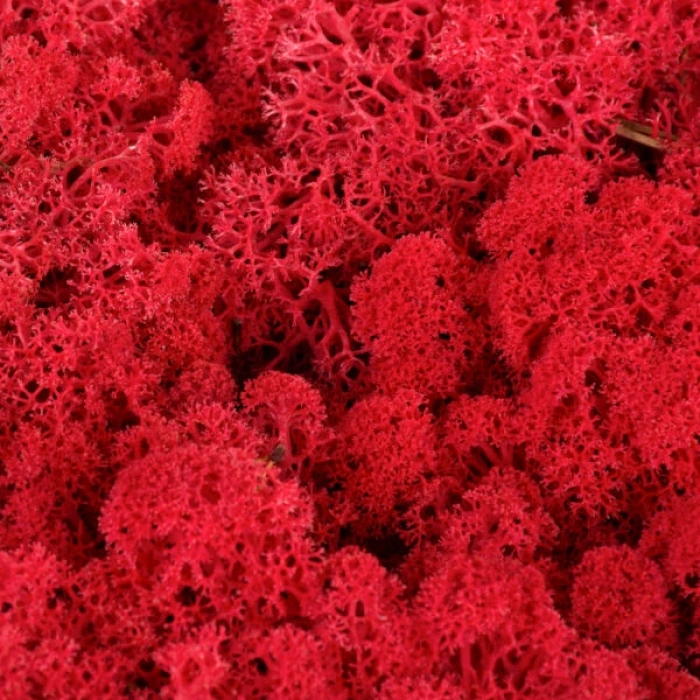 Reindeer moss KIRMIZI şoklanmış norveç yosunu (250GR)