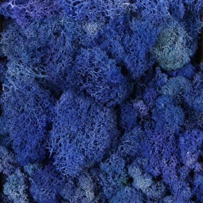 Reindeer moss MAVİ şoklanmış norveç yosunu (250GR)