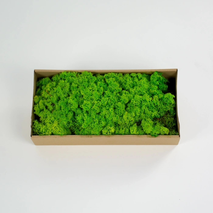 Reindeer moss SPRİNG şoklanmış norveç yosunu (250GR)