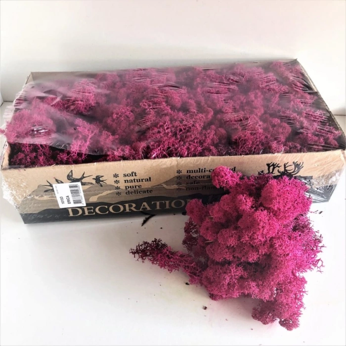 Reindeer moss MÜRDÜM şoklanmış norveç yosunu (30GR)