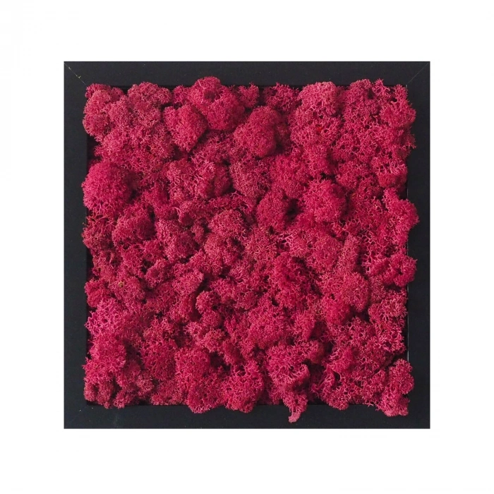 Reindeer moss MÜRDÜM şoklanmış norveç yosunu (30GR)