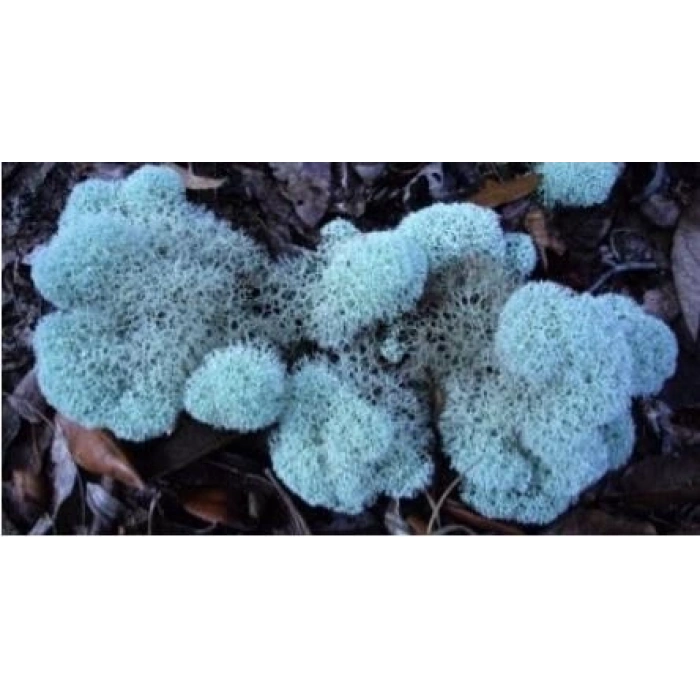 Reindeer moss AQUAMARİNE şoklanmış norveç yosunu (30GR)
