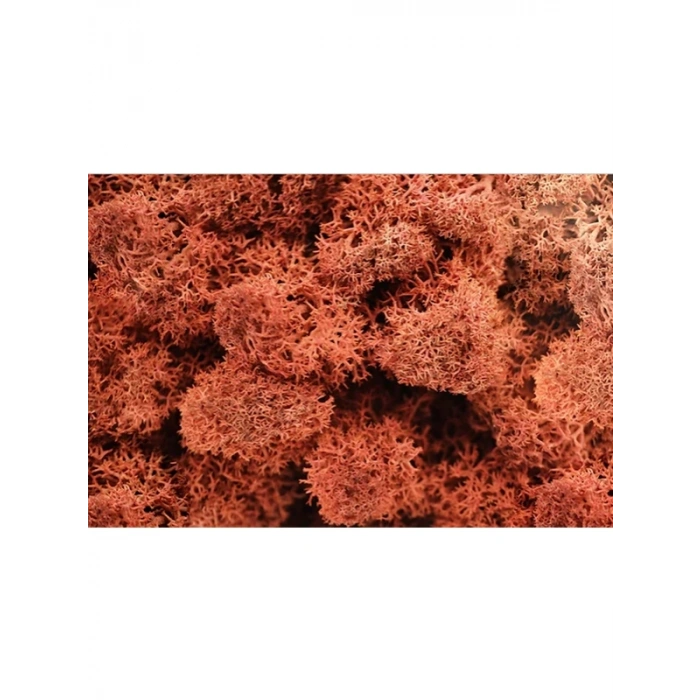 Reindeer moss SİENA şoklanmış norveç yosunu (30GR)