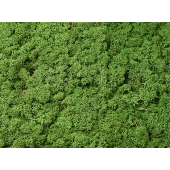 Reindeer moss forest green şoklanmış norveç yosunu 5 kg