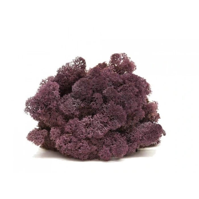 Reindeer moss AUBERGİNE(patlıcan) şoklanmış norveç yosunu