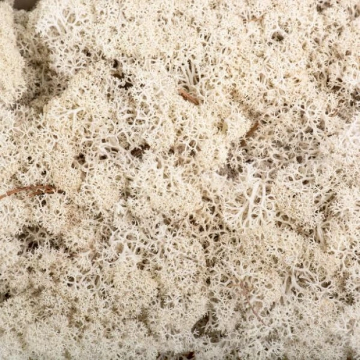 Reindeer moss beyaz şoklanmış norveç yosunu
