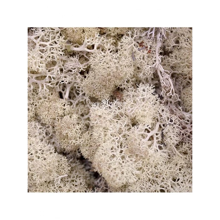 Reindeer moss beyaz şoklanmış norveç yosunu