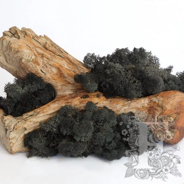 Reindeer moss BLACK(SİYAH) şoklanmış norveç yosunu
