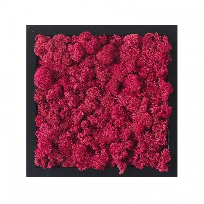 Reindeer moss erica(mürdüm) şoklanmış norveç yosunu