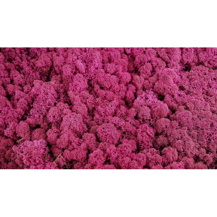 Reindeer moss erica(mürdüm) şoklanmış norveç yosunu