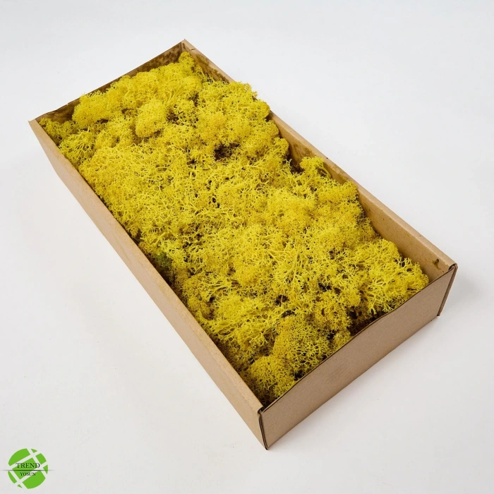 Reindeer moss kırmızı-sarı 2li set şoklanmış norveç yosunu
