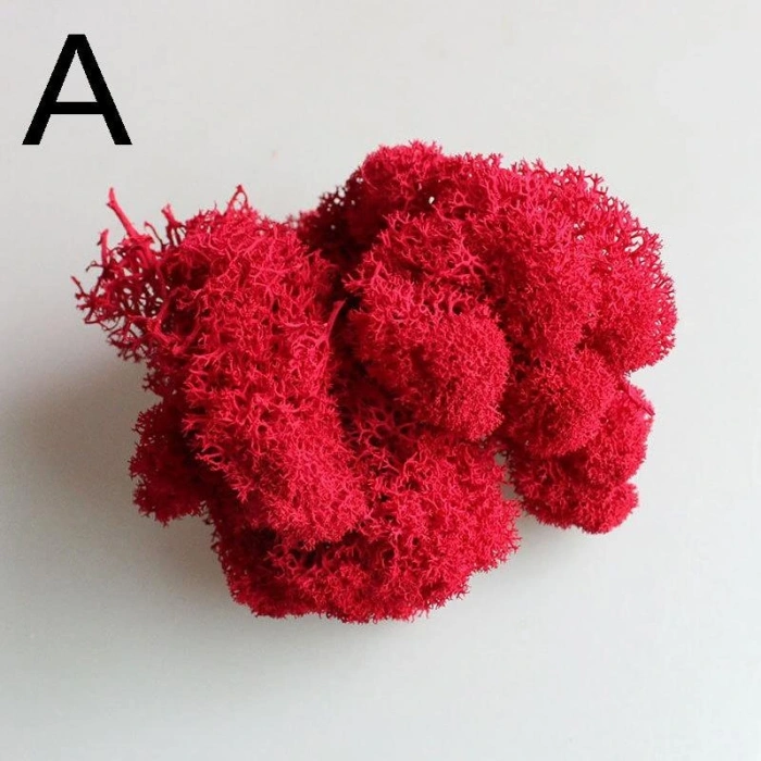 Reindeer moss kırmızı şoklanmış norveç yosunu
