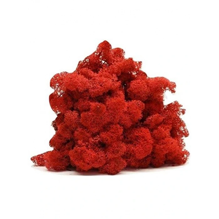 Reindeer moss kırmızı şoklanmış norveç yosunu